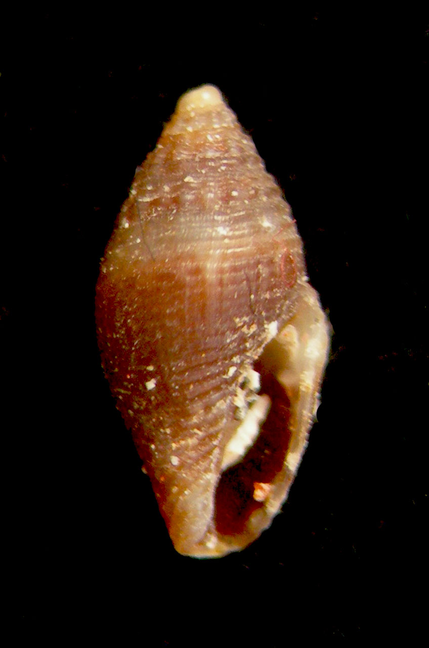 mitromorpha canariensis